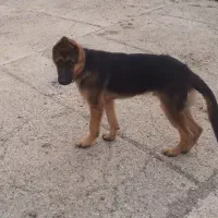 سگ ژرمن|سگ|اردبیل, |دیوار