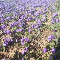 نیروی گل جمع کردن لازم است