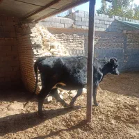 شنگل شکم اول