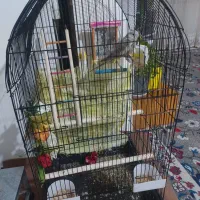 عروس هلندی ۷ ماهه