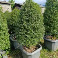 مورت پیوندی  یاس هلندی