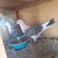 کبوتر. ورامین. پیشوا. ابلغ