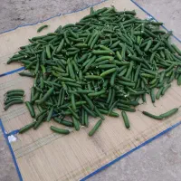 خیار نول شیاردار براق صادراتی