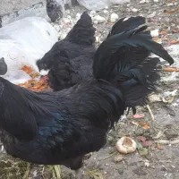 تخم مرغ نطفه دار وجوجه ایام سمانی