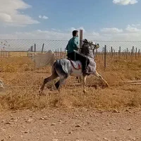 اسب کرد مدارکدار|اسب و تجهیزات اسبسواری|قیدار, |دیوار
