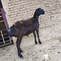 بره نر
