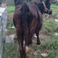 گاو نیمه پروار|حیوانات مزرعه|اسالم, |دیوار