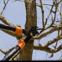 هرس درختان باغ و باغچه حرص|خدمات باغبانی و درختکاری|ماهدشت, |دیوار