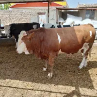 گوساله سیمنتال وبلژیک