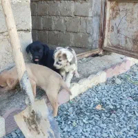 واگذاری توله های گریت دین|سگ|بوکان, |دیوار