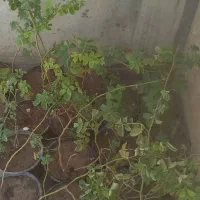 نهال بوته گل محمدی