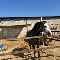 اسب|اسب و تجهیزات اسب‌سواری|بشاریات, |دیوار