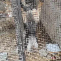 چهار عدد سگ ژرمن نژاد دار|سگ|تهران, تهرانپارس جنوبی|دیوار