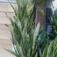 فروش انواع گل های طبیعی با قیمت مناسب