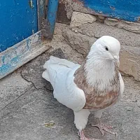 طوقی نر درشت سالم بدون غلط نطفه دار پاک پاک