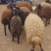 بره نر و ماده