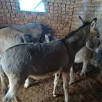 یک راس الاغ فروشی