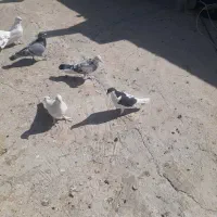 کبوتر تهرونی و دم چتری .گل پنبه‌ای|پرنده|اصفهان, دارک|دیوار