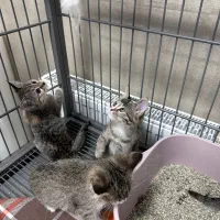 واگذاری رایگان بچه گربه