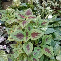 گلخونه خونگی همه مدل گل قیمت مناسب|گل و گیاه طبیعی|گنبد کاووس, |دیوار