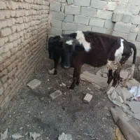 حیوان|حیوانات مزرعه|آبیک, |دیوار