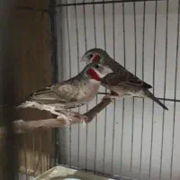 فنچ گلوبریده