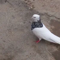 طوقی هفرنگ|پرنده|اسفرورین, |دیوار