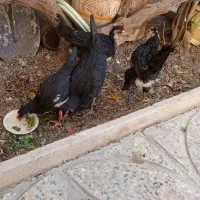 نیمچه خروس لری|حیوانات مزرعه|ابریشم, |دیوار