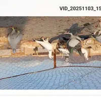 کبوتر پرشی المانی پلاکی|پرنده|کاشمر, |دیوار