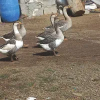 غاز|حیوانات مزرعه|اردبیل, |دیوار