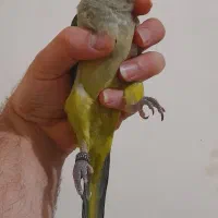 راهب زیتونی خوشگل دستی رام.۵۵روزه