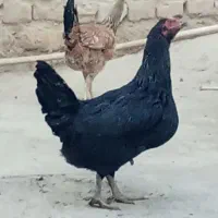 2تا مرغ خزک|حیوانات مزرعه|زابل, |دیوار