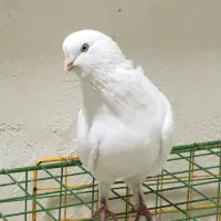 کبوتر