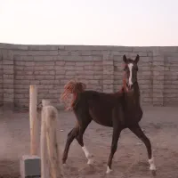 کره نریان شجره دار