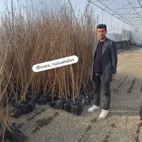 نهال و درخت بادام و انار درشت