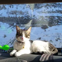 واگذاری گربه DSH