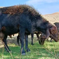 قوچ|حیوانات مزرعه|سجاس رود, |دیوار