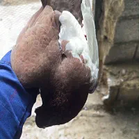 سینه سرخ|پرنده|خسروشاه, |دیوار