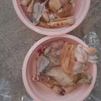 کله پاچه بزغاله