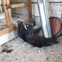 فروش جفت زاغ آس همچی تو عکس خودش مشخص