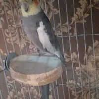 عروس هلندی نر سالم آهویی برای جفت انداختن