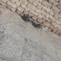 کفتر مگس|پرنده|خاش, |دیوار