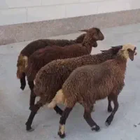۴راس بره نر افشاری جنس بالا