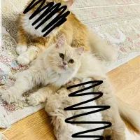 گربه پرشین|گربه|زاهدان, |دیوار