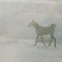 اسب دره شوری|اسب و تجهیزات اسب‌سواری|شهرضا, |دیوار