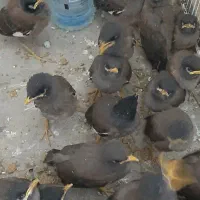 جوجه مرغ مینا نر دستی پاکستانی.افغان درشت هیکل