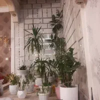 ویلایی