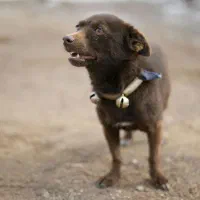 ماده پاپی|سگ|تربت‌حیدریه, چهارراه خواف|دیوار