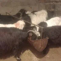 ۹راس|حراج|ملکان, |دیوار