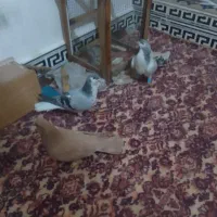 ۳ عدد پرنده